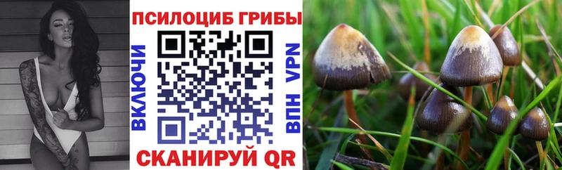 купить наркотик  Камбарка  Псилоцибиновые грибы MAGIC MUSHROOMS 
